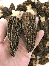 将图片加载到图库查看器,特级羊肚菌大号 半磅/包