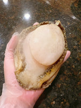 将图片加载到图库查看器,冷冻新鲜2-3头鲍鱼无壳约5磅9-11个