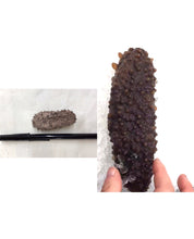 将图片加载到图库查看器,(海参)墨西哥腰参约28-30只