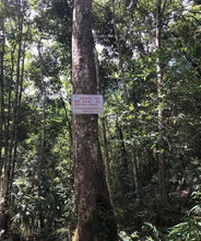 将图片加载到图库查看器,红茶 古树晒红.初心 200克/饼*5饼/提