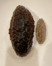 将图片加载到图库查看器,(海参)墨西哥腰参约28-30只