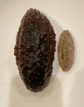 将图片加载到图库查看器,(海参)墨西哥腰参约28-30只