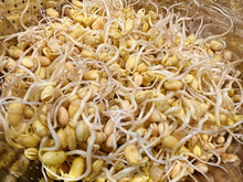 将图片加载到图库查看器,黄豆 (大豆)10磅/份