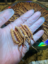 将图片加载到图库查看器,西藏那曲冬虫夏草 半两/25克/盒