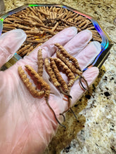 将图片加载到图库查看器,西藏那曲冬虫夏草 半两/25克/盒