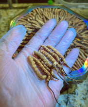 将图片加载到图库查看器,西藏那曲冬虫夏草 半两/25克/盒