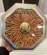 将图片加载到图库查看器,西藏那曲冬虫夏草 半两/25克/盒