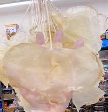 将图片加载到图库查看器,鱼胶(花胶) 大号蝴蝶胶 5-6头/磅