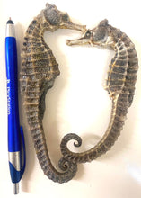 将图片加载到图库查看器,野生海马干