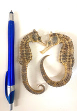 将图片加载到图库查看器,野生海马干