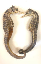 将图片加载到图库查看器,野生海马干