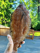 将图片加载到图库查看器，阿拉斯加野生龙利鱼Rex Sole 新鲜速冻 5条6磅+ （春节半价大促销）
