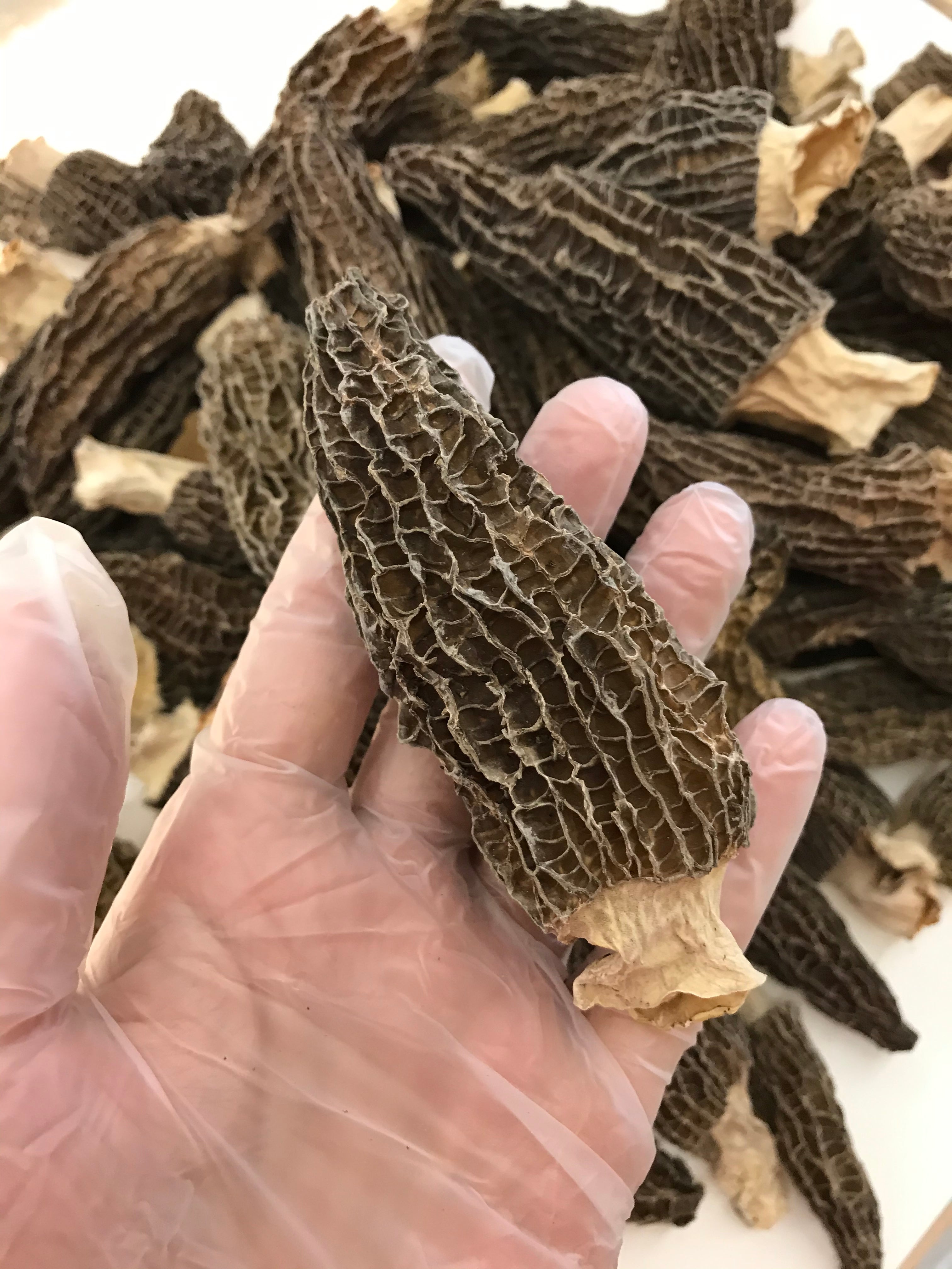 特级羊肚菌大号 半磅/包