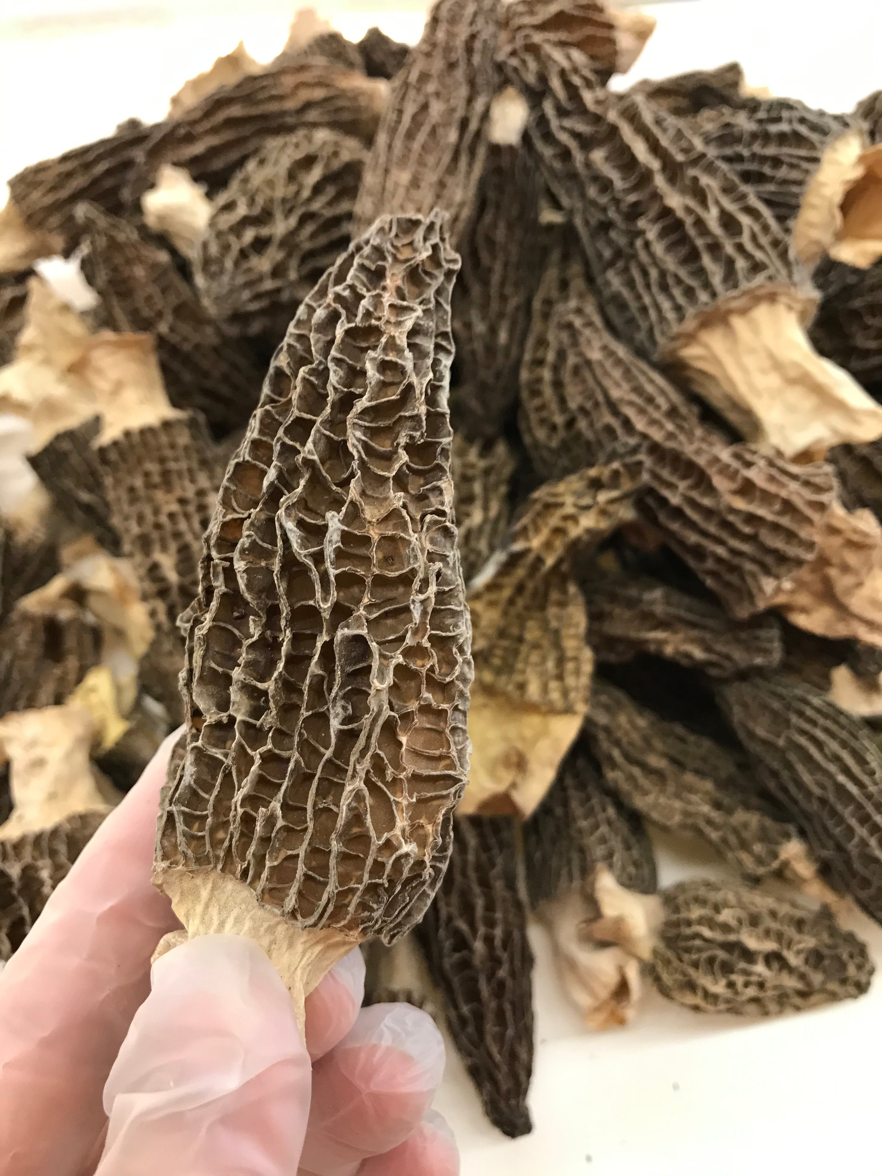 特级羊肚菌大号 半磅/包