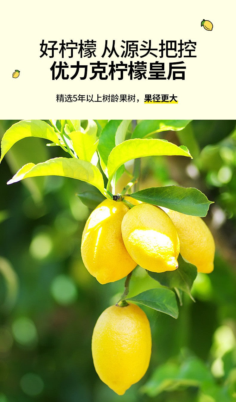冻干柠檬片50克（10小包）