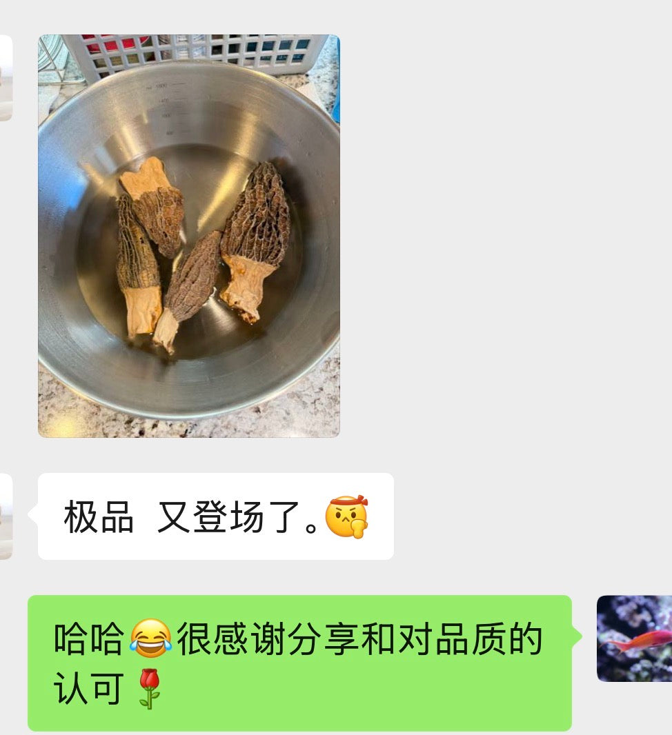 特级羊肚菌大号 半磅/包 买1包送1包