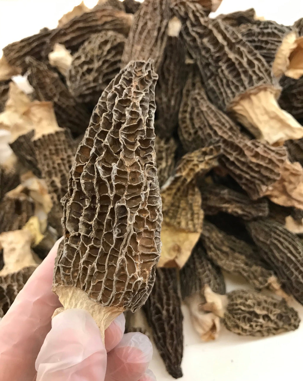 老字号品牌香港荣华 Wing Wah「双黄五仁月饼」，规格 740g / 26oz，4个装。优惠价含3盒月饼再送1袋价值$128的半磅顶级羊肚菌 (Copy)