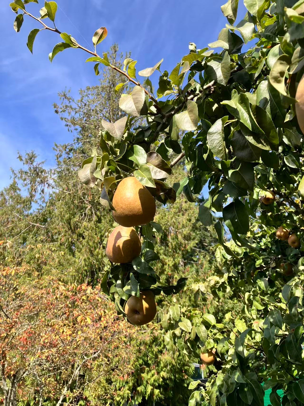 农场有机新鲜采摘西洋梨Bosc Pear 10磅/份