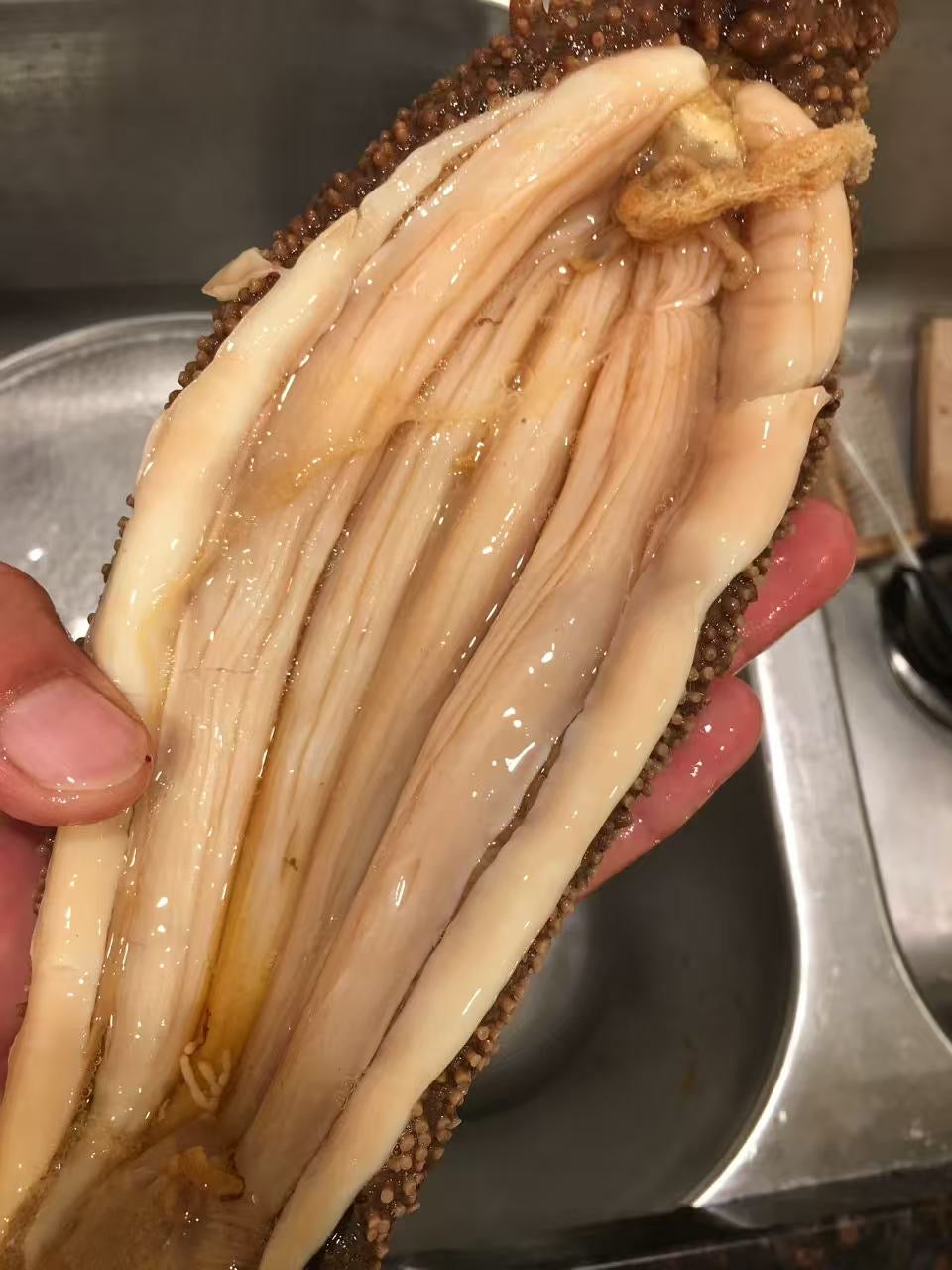 新鲜活野生阿拉斯加海参 19.8-20磅 8/10周一取货