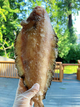 将图片加载到图库查看器，阿拉斯加野生龙利鱼Rex Sole 新鲜速冻 5条6磅+ （春节半价大促销）
