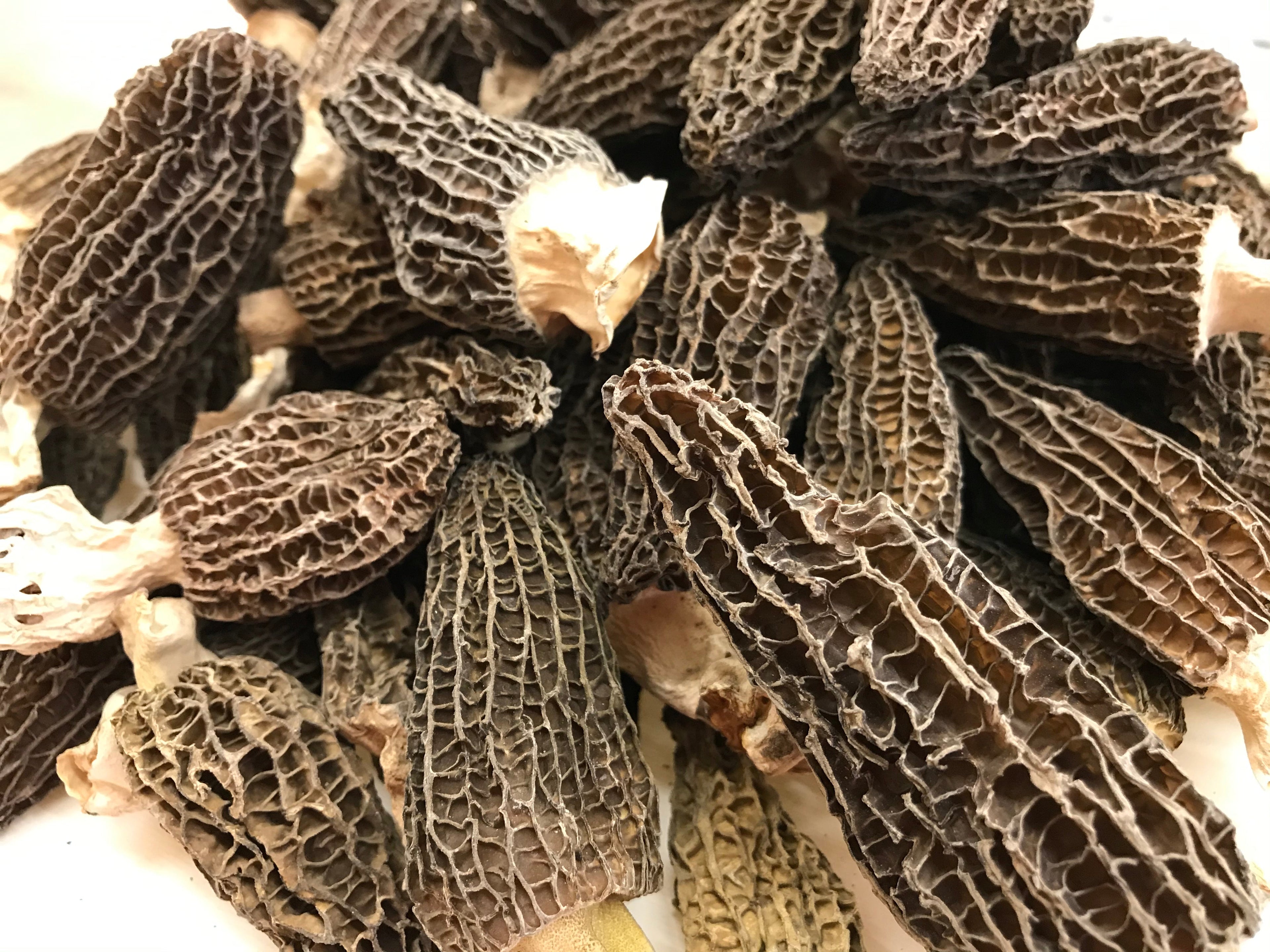 特级羊肚菌大号 半磅/包
