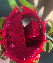 将图片加载到图库查看器，新鲜红心火龙果约7-8个10磅+
