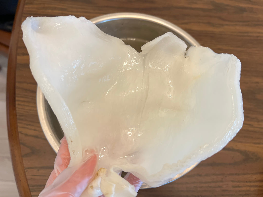 鱼胶（花胶）蝴蝶胶 约12-14头/磅