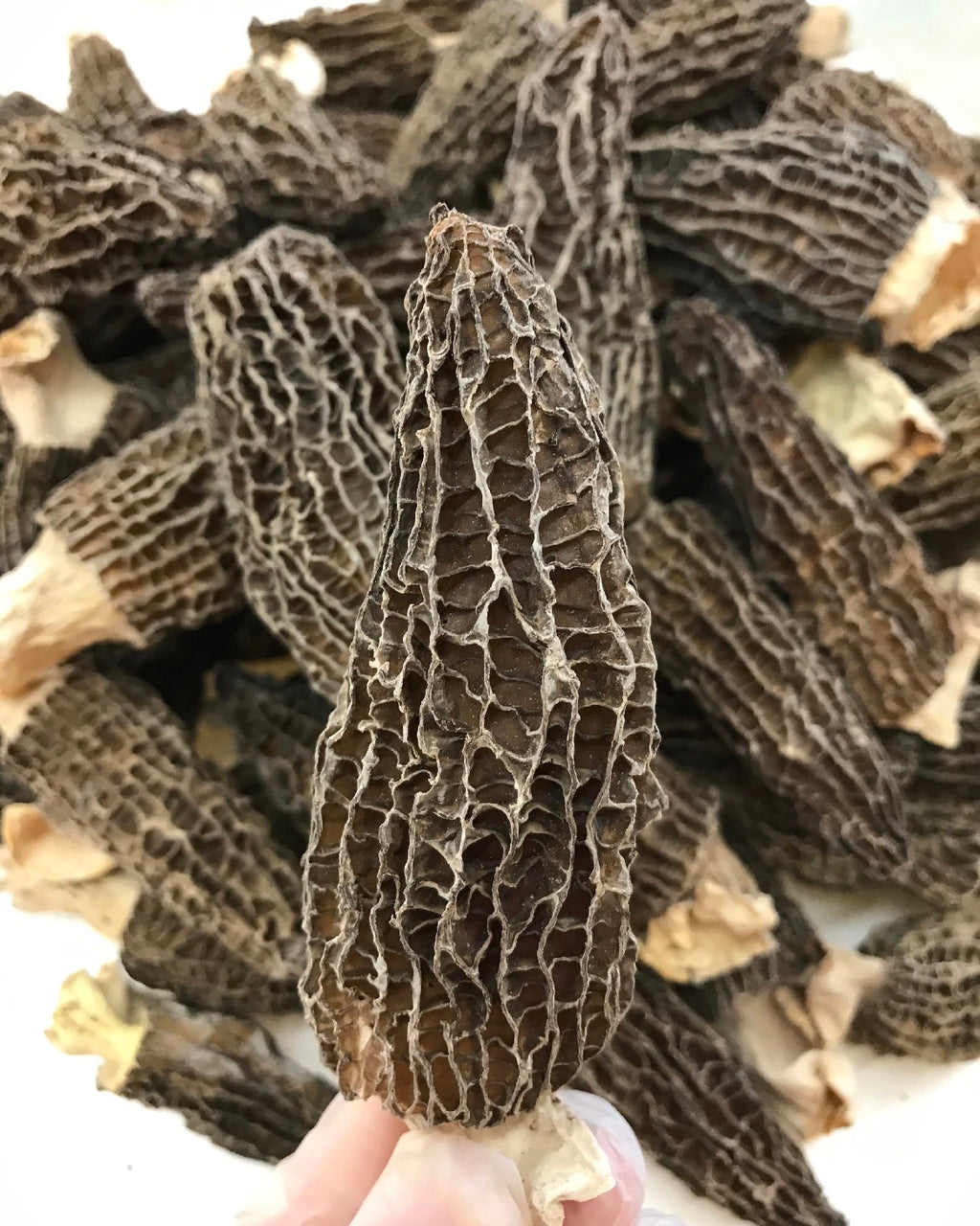 老字号品牌香港荣华 Wing Wah「双黄五仁月饼」，规格 740g / 26oz，4个装。优惠价含3盒月饼再送1袋价值$128的半磅顶级羊肚菌 (Copy)