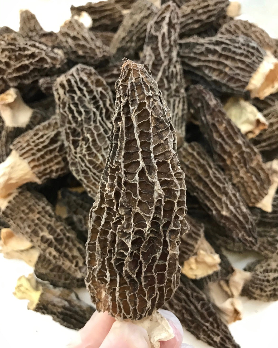 老字号品牌香港荣华 Wing Wah「双黄五仁月饼」，规格 740g / 26oz，4个装。优惠价含3盒月饼再送1袋价值$128的半磅顶级羊肚菌 (Copy)