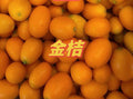 新鲜金桔 3 磅/份 有点酸味 泡水喝特别好