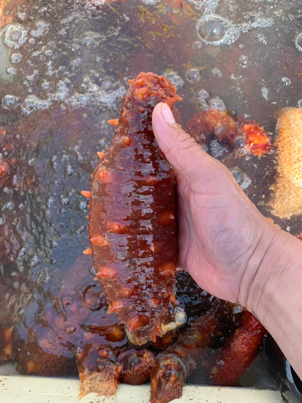 新鲜活野生阿拉斯加海参 19.8-20磅 8/10周一取货