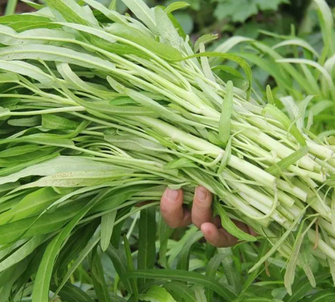 通心菜 约2.30磅/包