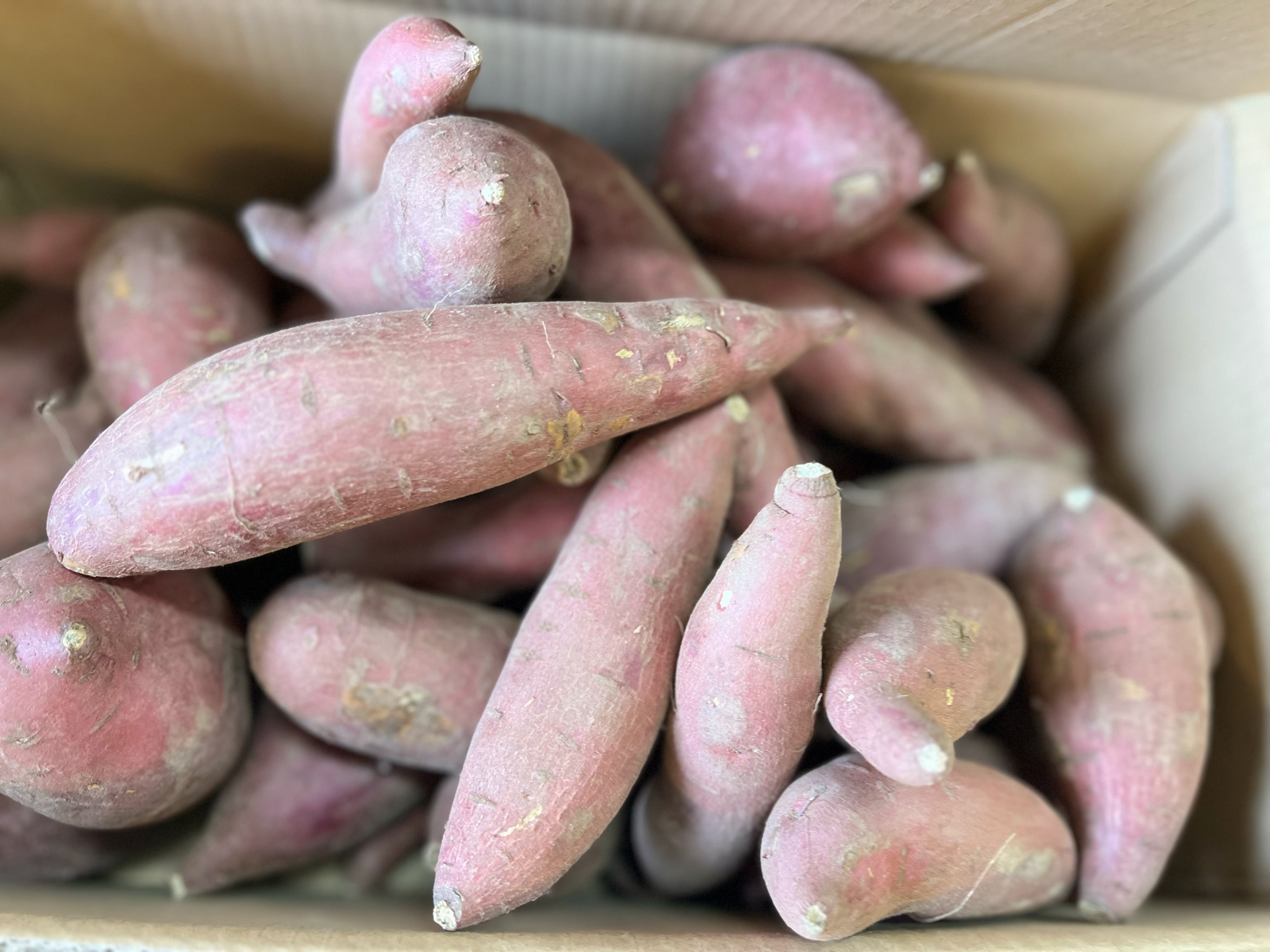 日本板栗红薯🍠约10磅/份（店里有零售）