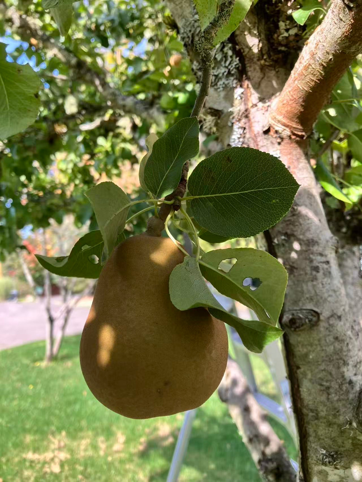 农场有机新鲜采摘西洋梨Bosc Pear 10磅/份