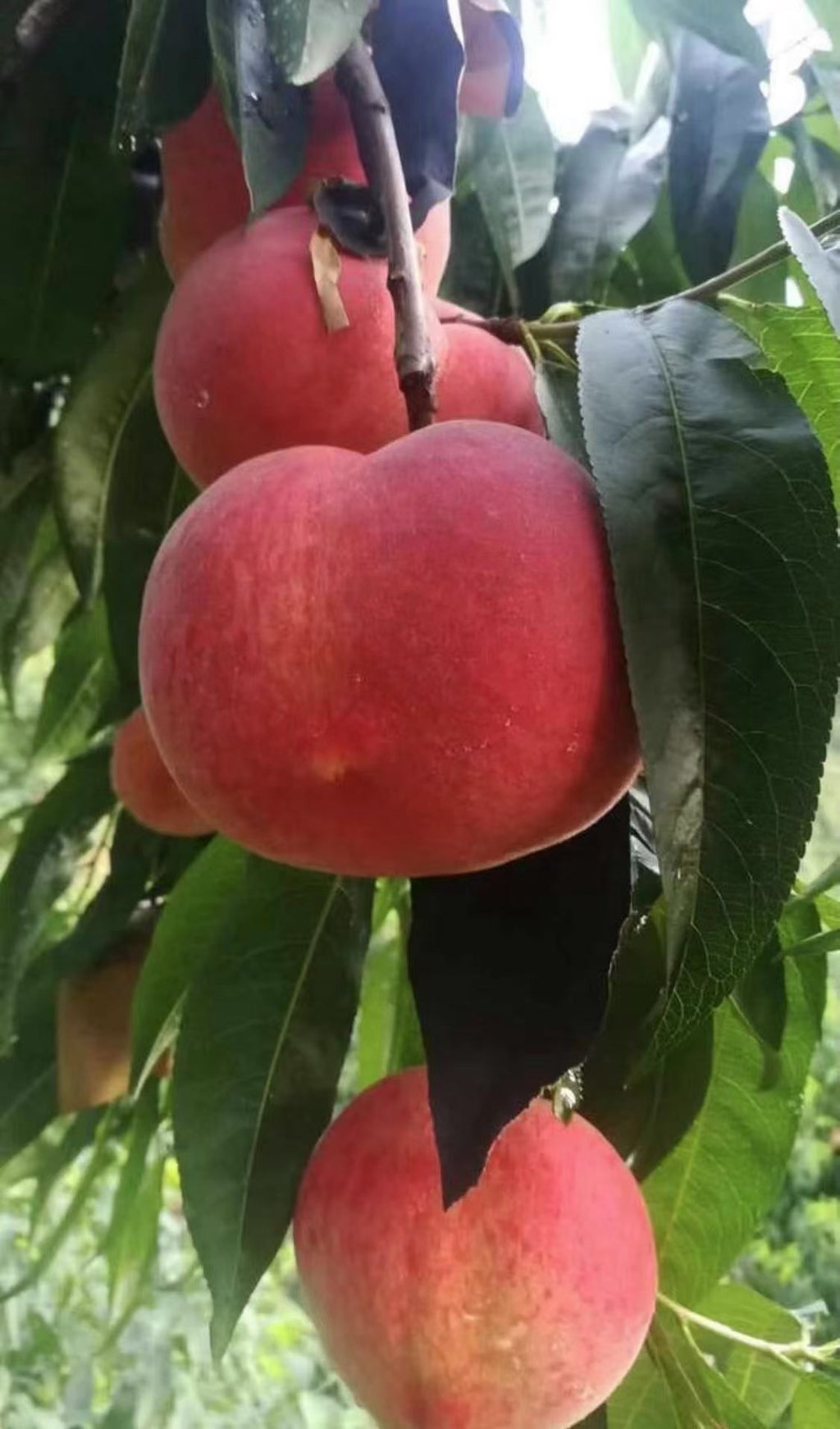 精品大白桃约十磅17-18个/箱