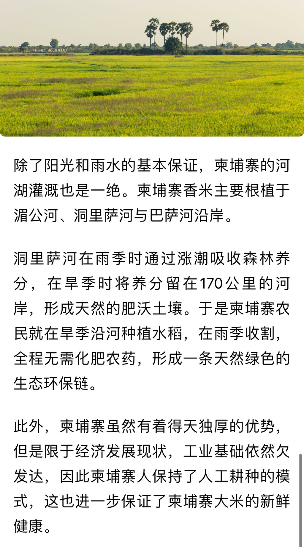 2026年新米 柬埔寨茉莉香米 25磅/袋