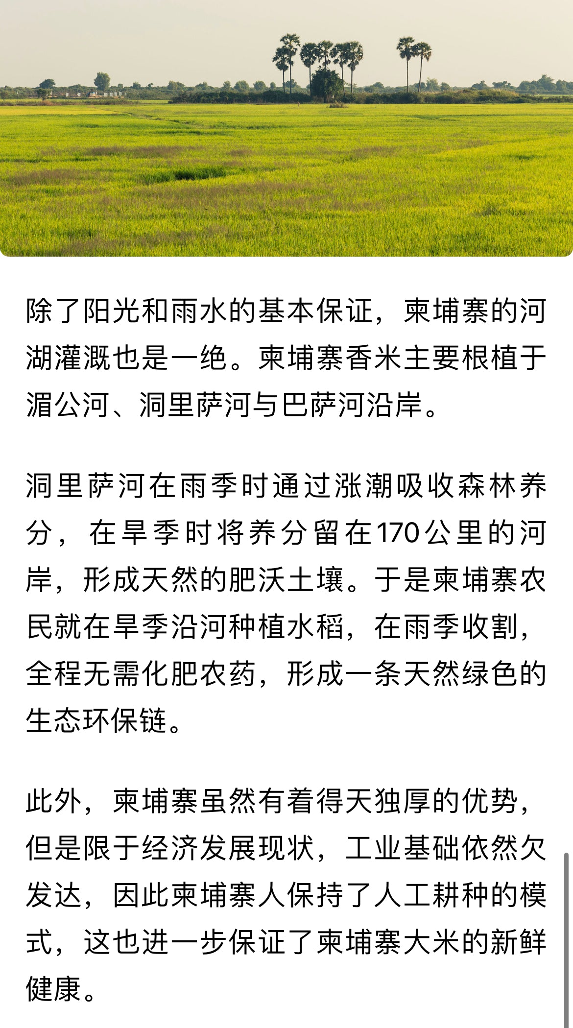 2026年新米 柬埔寨茉莉香米 25磅/袋