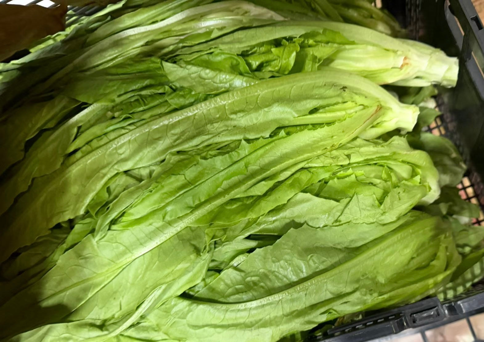 新鲜加拿大A菜（油麦菜） 2磅/份 （Bellevue实体店可零售）