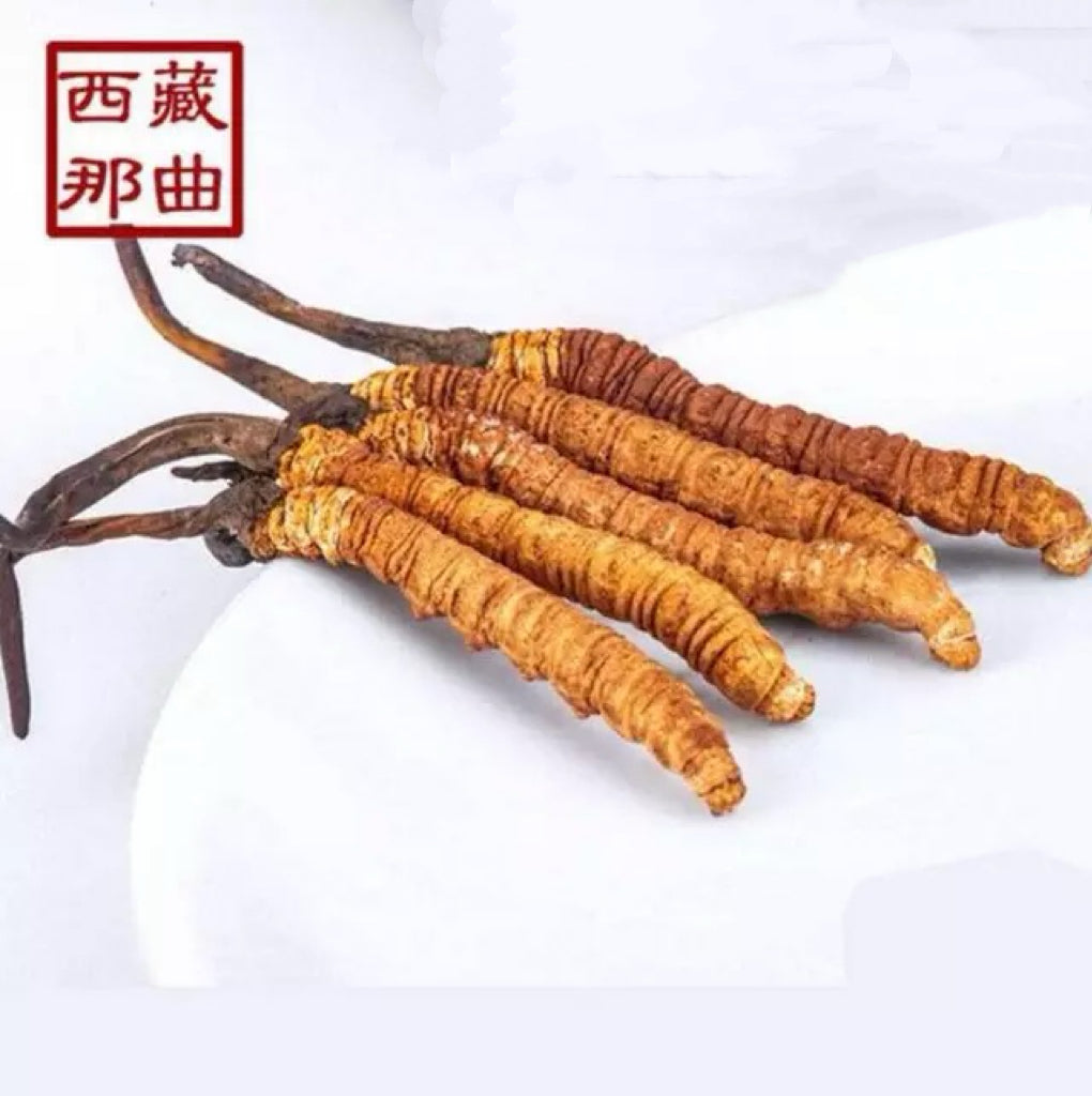 西藏 冬虫夏草(18.5g/box)
