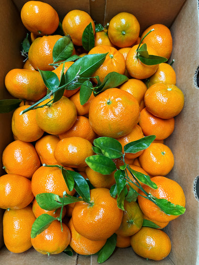 加州小蜜橘无籽🍊10磅/份（实体店可零卖）