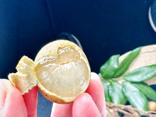 将图片加载到图库查看器，佛州带枝龙眼新鲜很甜 约5磅/份送烤熟陈皮花生1磅
