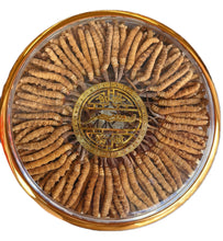 将图片加载到图库查看器，西藏那曲冬虫夏草两/50克/盒
