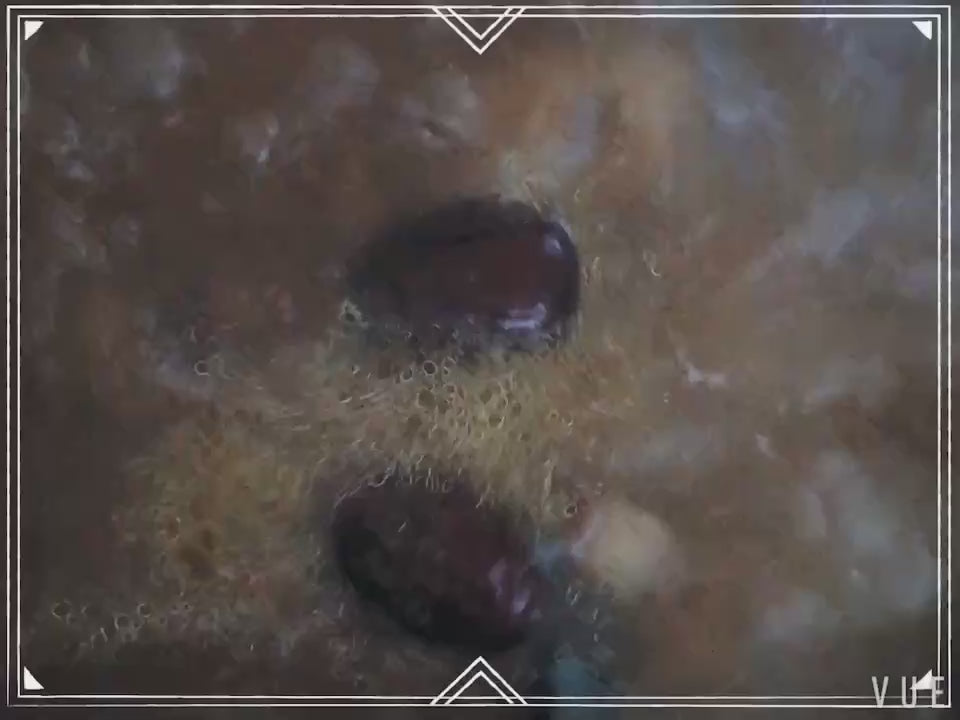 金装 响螺片 300g