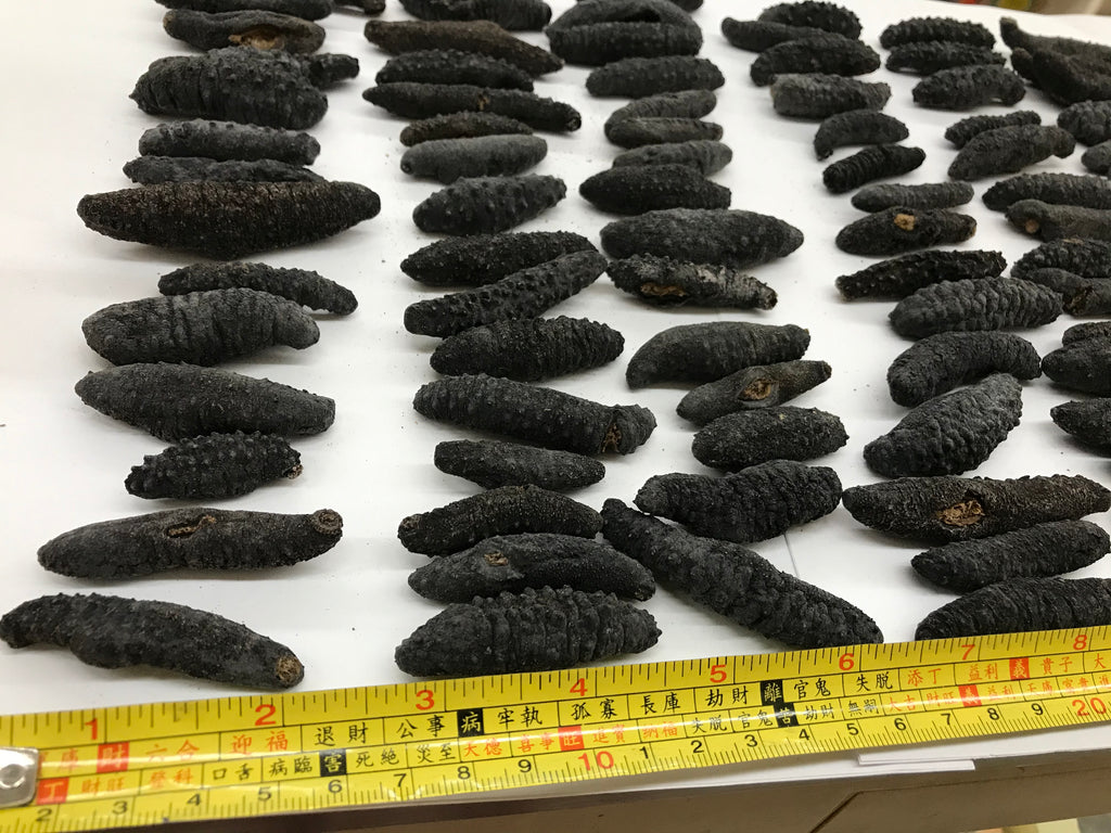 （海参）智利小刺腰参 1磅约90只 可供货中国
