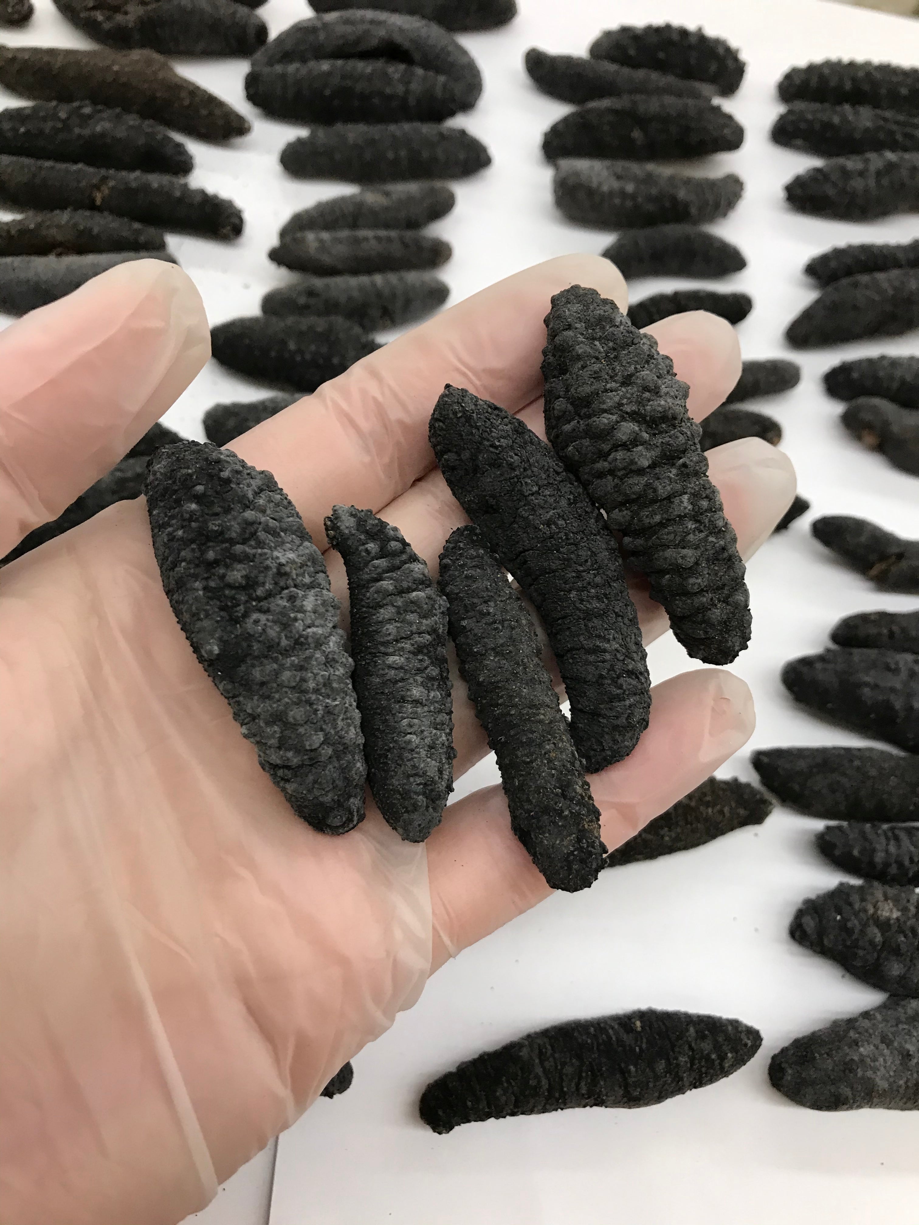 （海参）智利小刺腰参 1磅约90只 可供货中国