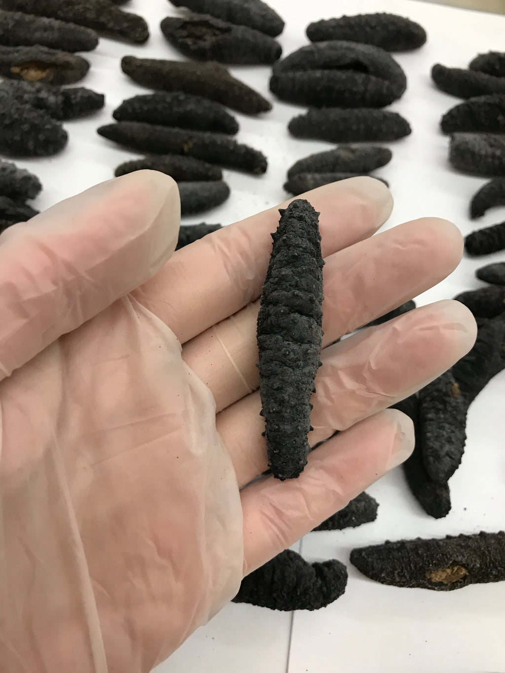 （海参）智利小刺腰参 1磅约90只 可供货中国