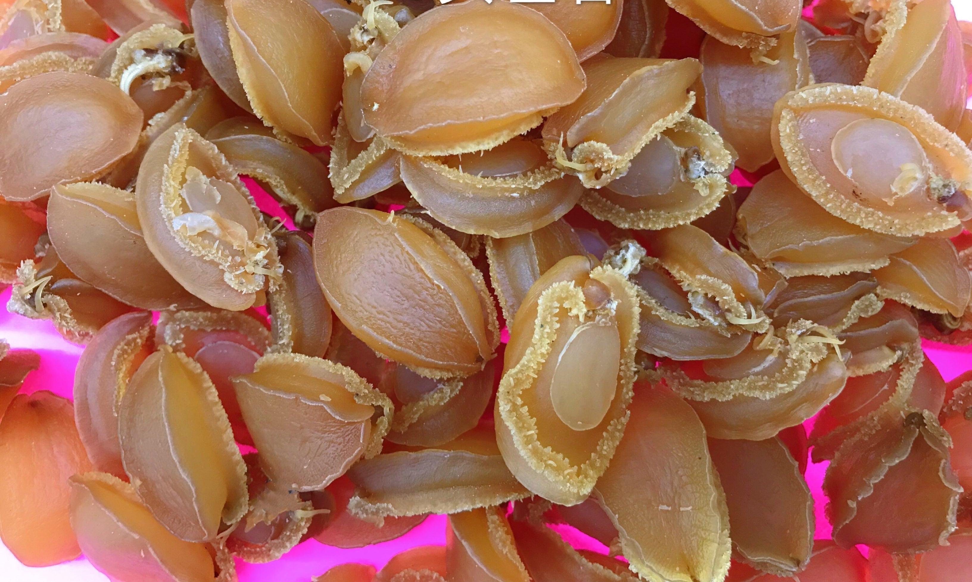 澳洲优质野生干鲍鱼 约28-29只/磅 折扣价