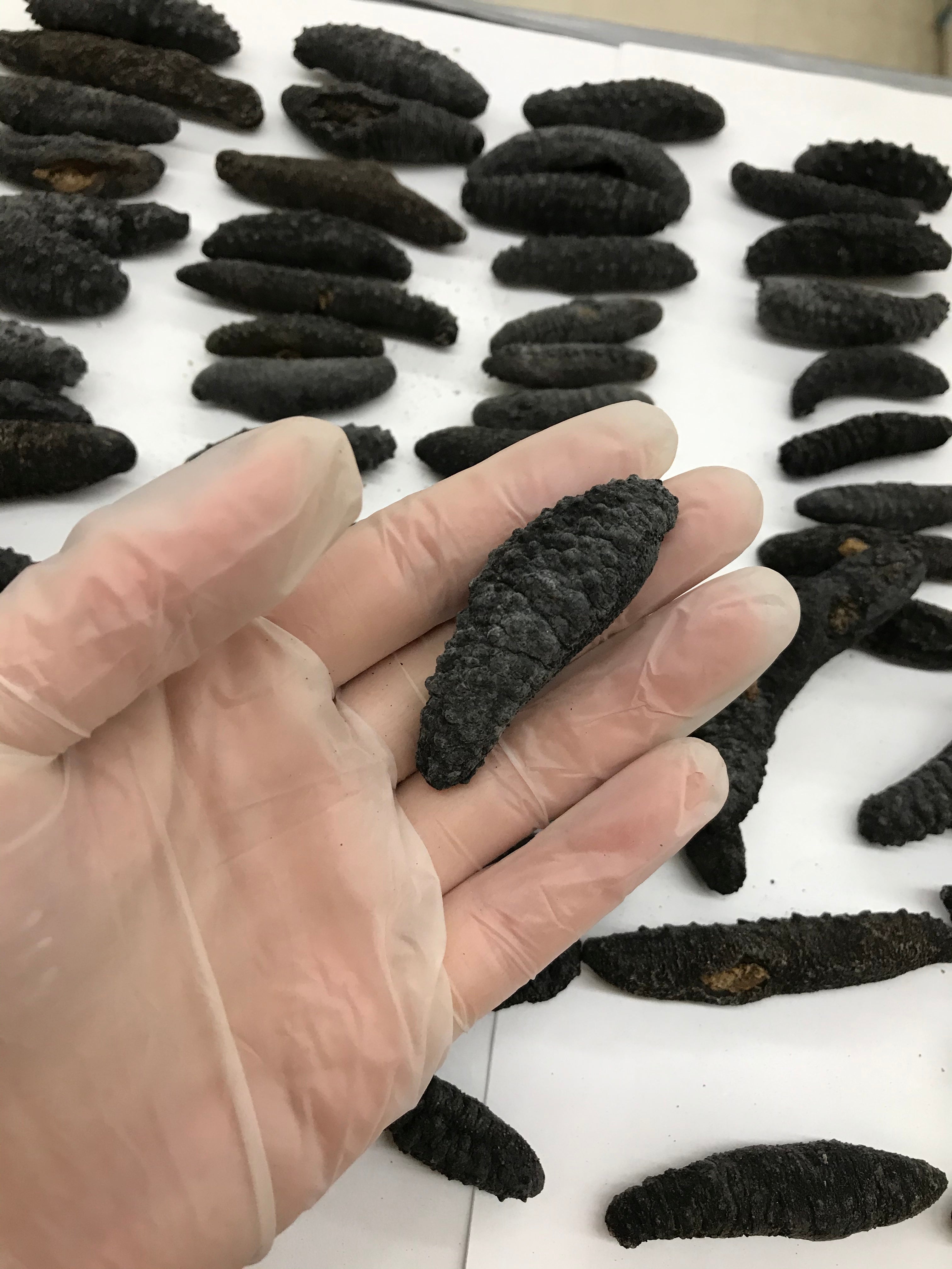 （海参）智利小刺腰参 1磅约90只 可供货中国