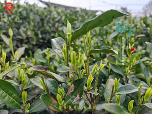 西湖龙井新茶 御牌特级3星（牛皮纸包装）狮峰产区 250g/包