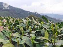 将图片加载到图库查看器，西湖龙井新茶 御牌特级3星（牛皮纸包装）梅家坞产区 250g/包
